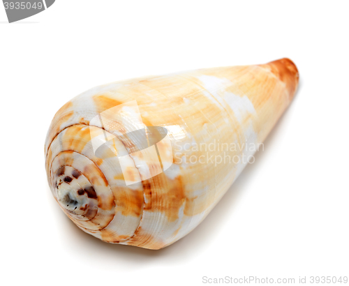 Image of Seashell isolated on white background