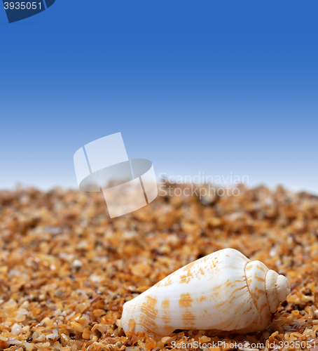 Image of Shell of cone snail on sand 