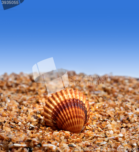 Image of Seashell on sand