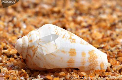 Image of Shell of cone snail on sand 