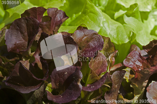 Image of lettuce