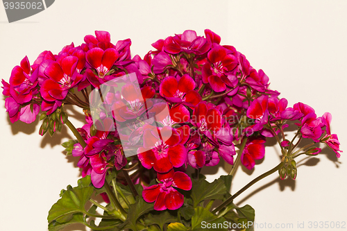 Image of pelargonium