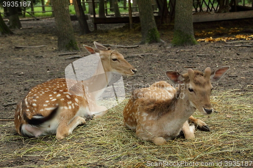 Image of Two little roe