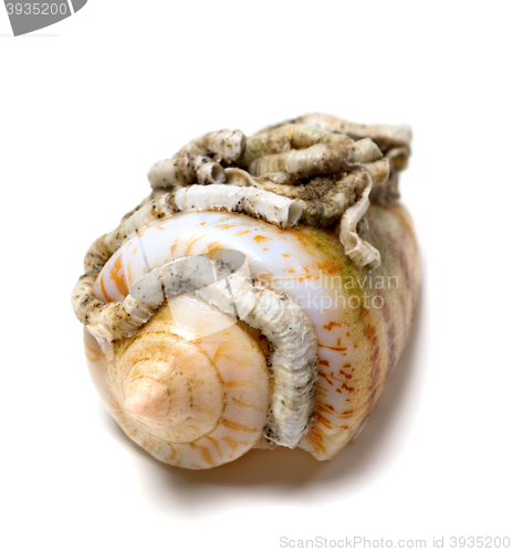 Image of Shell of cone snail on white