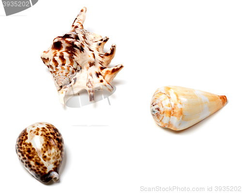 Image of Three seashells on white