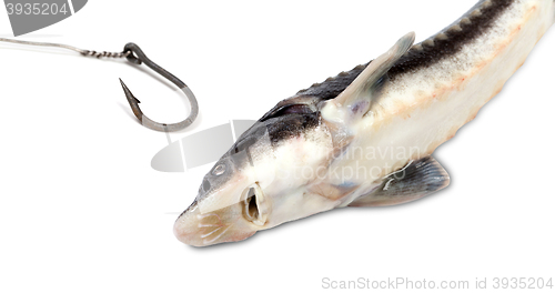Image of Dead sterlet and old rusty fish hook