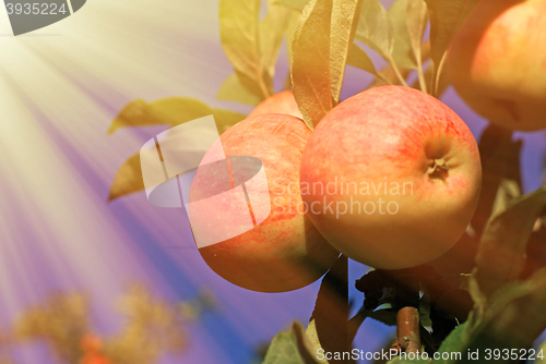 Image of Red apples and leaves on blue sky
