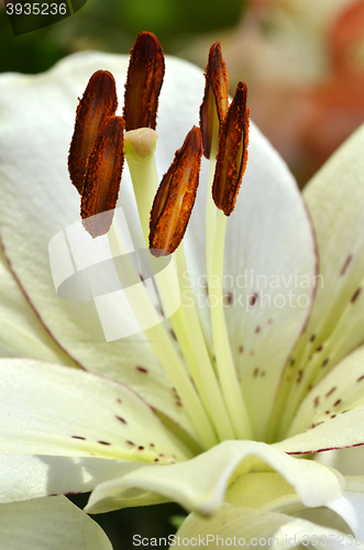 Image of Beautiful lily growing in garden