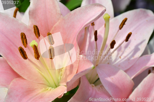 Image of Beautiful lily growing in garden