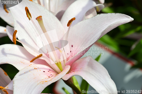 Image of Beautiful lily growing in garden