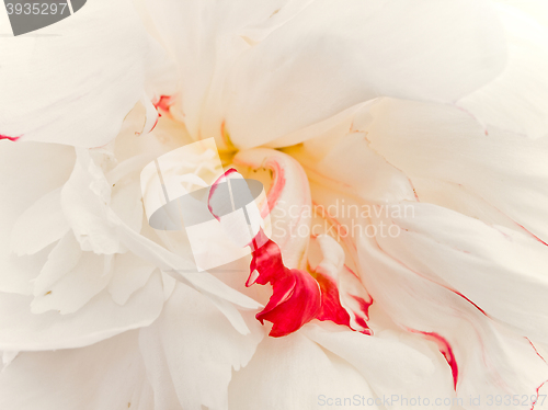 Image of white with red peony 