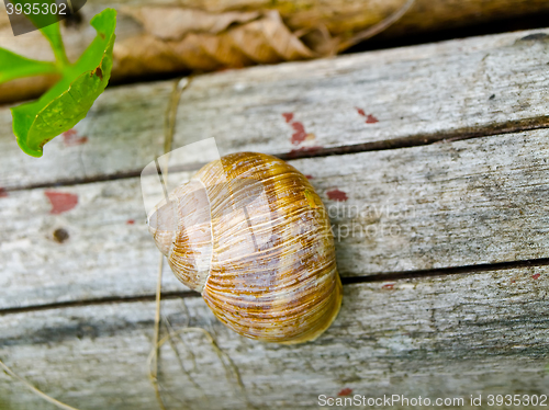 Image of Snail