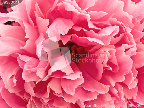 Image of Pink Peony