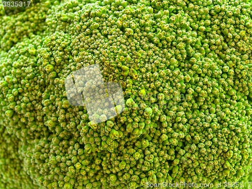 Image of Broccoli 