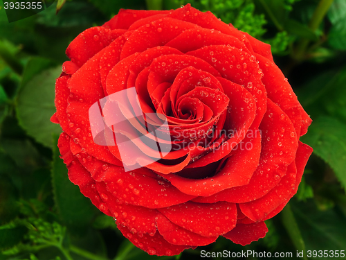 Image of Red Rose 
