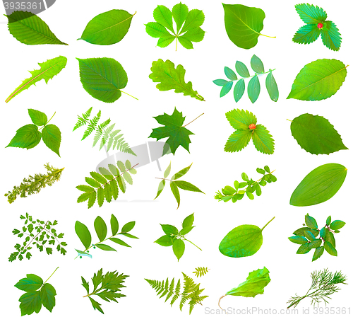 Image of Green Leaves