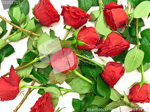 Image of Red Roses 