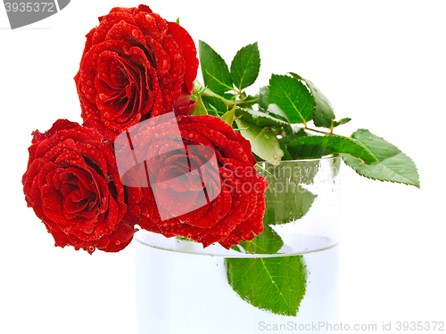 Image of Roses 