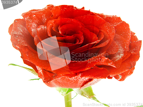 Image of Rose Flower