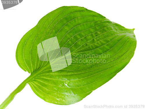 Image of Green Leaf 