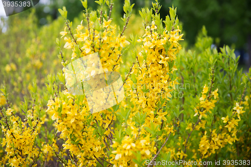 Image of close up of forsythia bush with yellow flowers