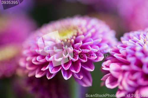 Image of close up of beautiful pink chrysanthemum flowers