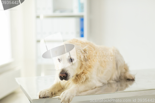 Image of close up of golden retriever dog at vet clinic