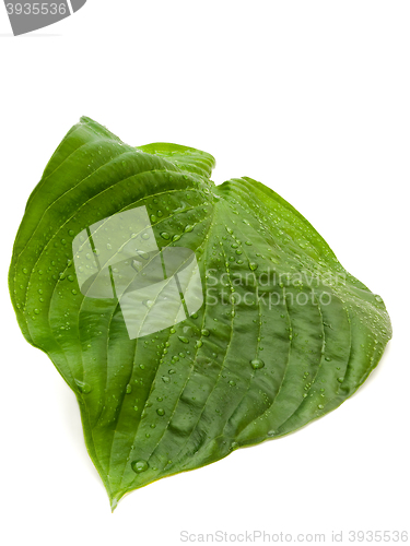 Image of Green Leaf 
