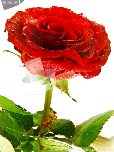 Image of Rose Flower