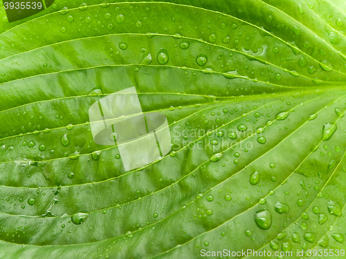 Image of Green Leaf