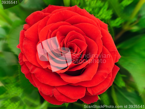 Image of Red Rose 