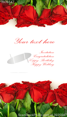 Image of red roses border