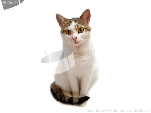 Image of Cat
