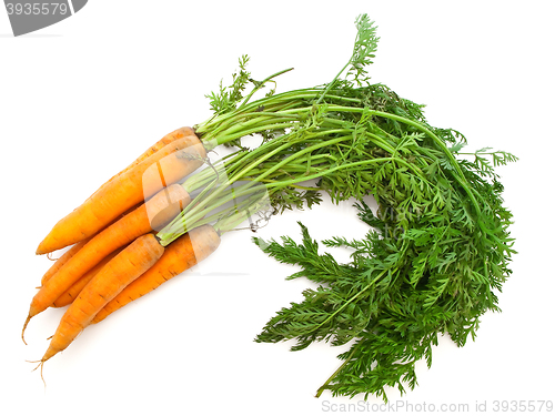 Image of Carrot 