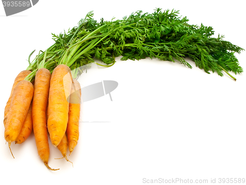 Image of Carrot 