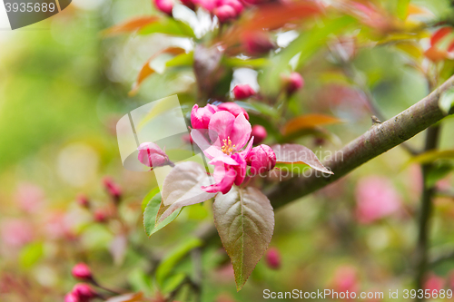 Image of close up of beautiful blooming apple tree branch