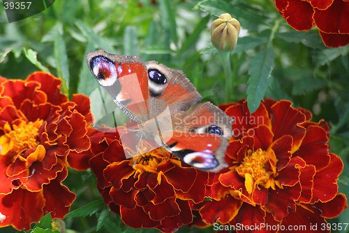 Image of Peacock Butterfly