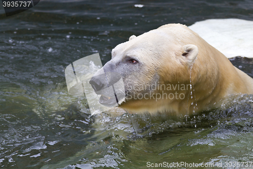 Image of White bear