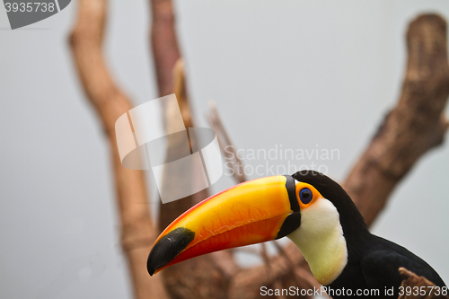 Image of channel-billed toucan