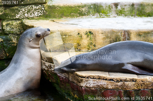 Image of Pinniped- seal 