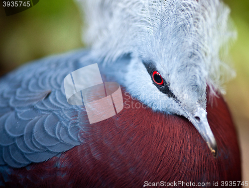 Image of Victoria crowned pigeon