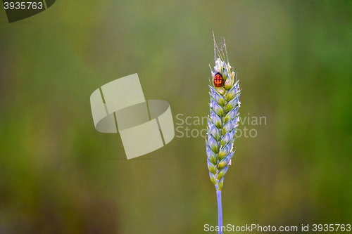 Image of Ladybug