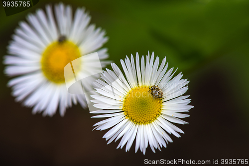 Image of beetle