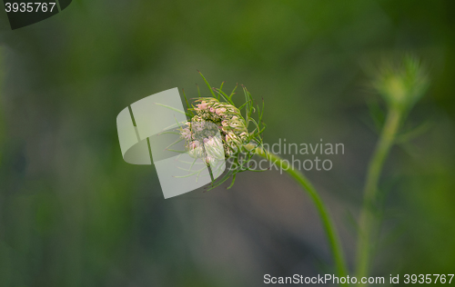 Image of Flower Bud