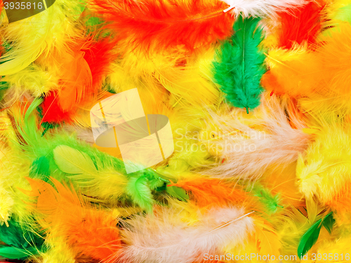 Image of Colors Feathers 