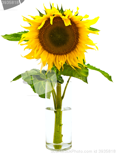 Image of Sunflower 