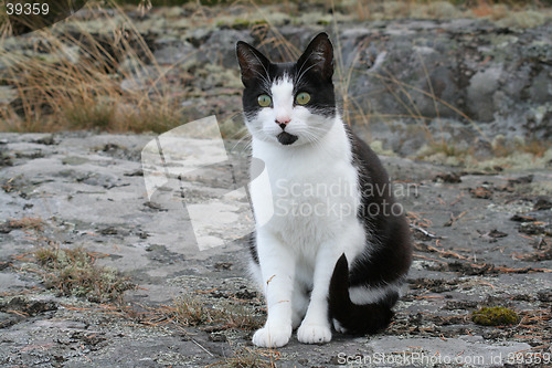 Image of Black and white cat