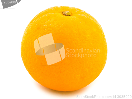 Image of Orange 