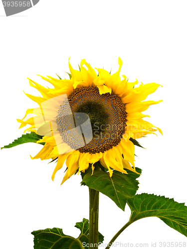 Image of Sunflower 