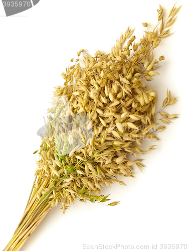 Image of Bunch Of Oat 